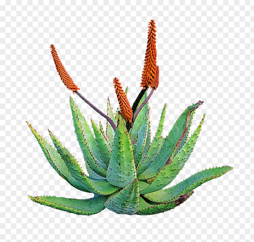 Aloe Vera Medicinal Plants Medicine Succulent Plant Skin PNG
