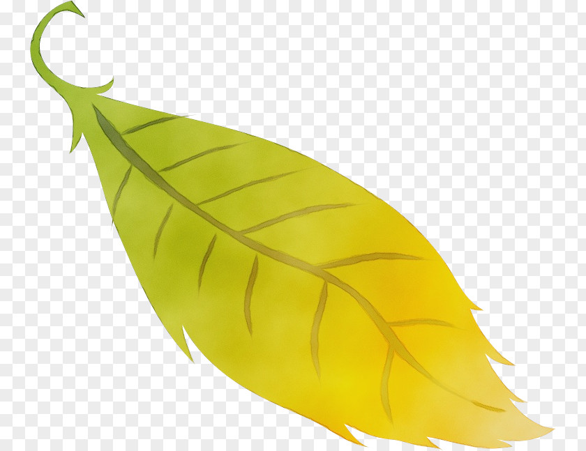 Leaf Yellow Plant Structure Biology Plants PNG