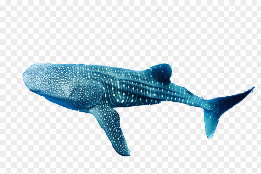 Minke Whale Shark Facts Remora Dolphin PNG