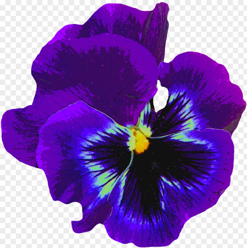 Single Pansy Flower Sweet Violet Purple PNG