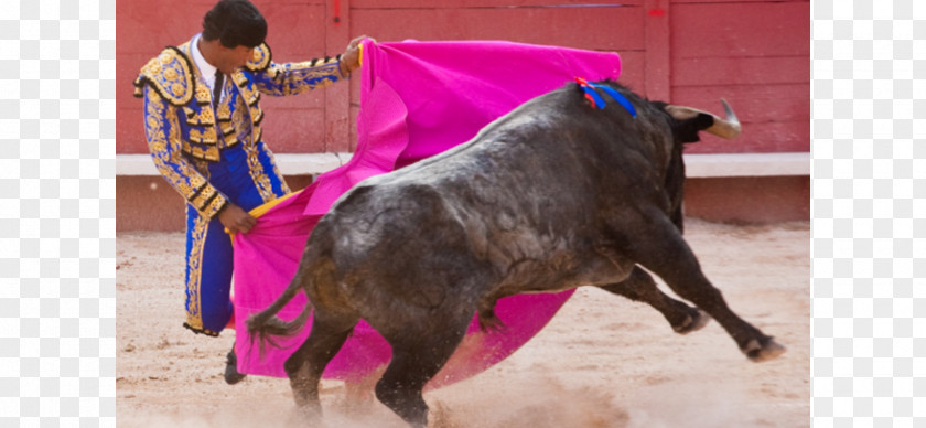 Bullfighting Spanish-style Bullfighter Maestranza PNG