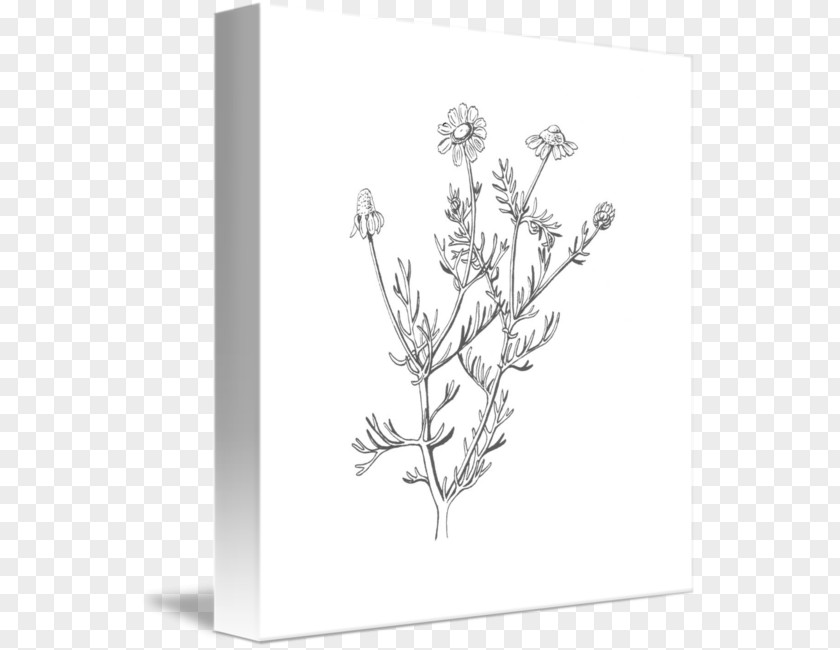 Chamomile Drawing Flower PNG