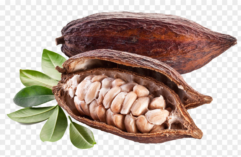 Chocolate Hot Cocoa Bean Stock Photography Cacao Tree Royalty-free Solids PNG