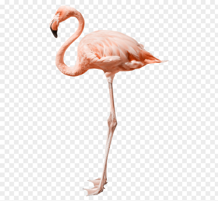Flamingo Stock Photography Royalty-free PNG
