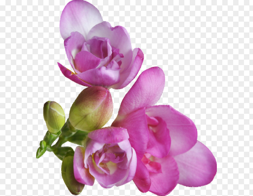 Flower Tropical Petal Clip Art PNG