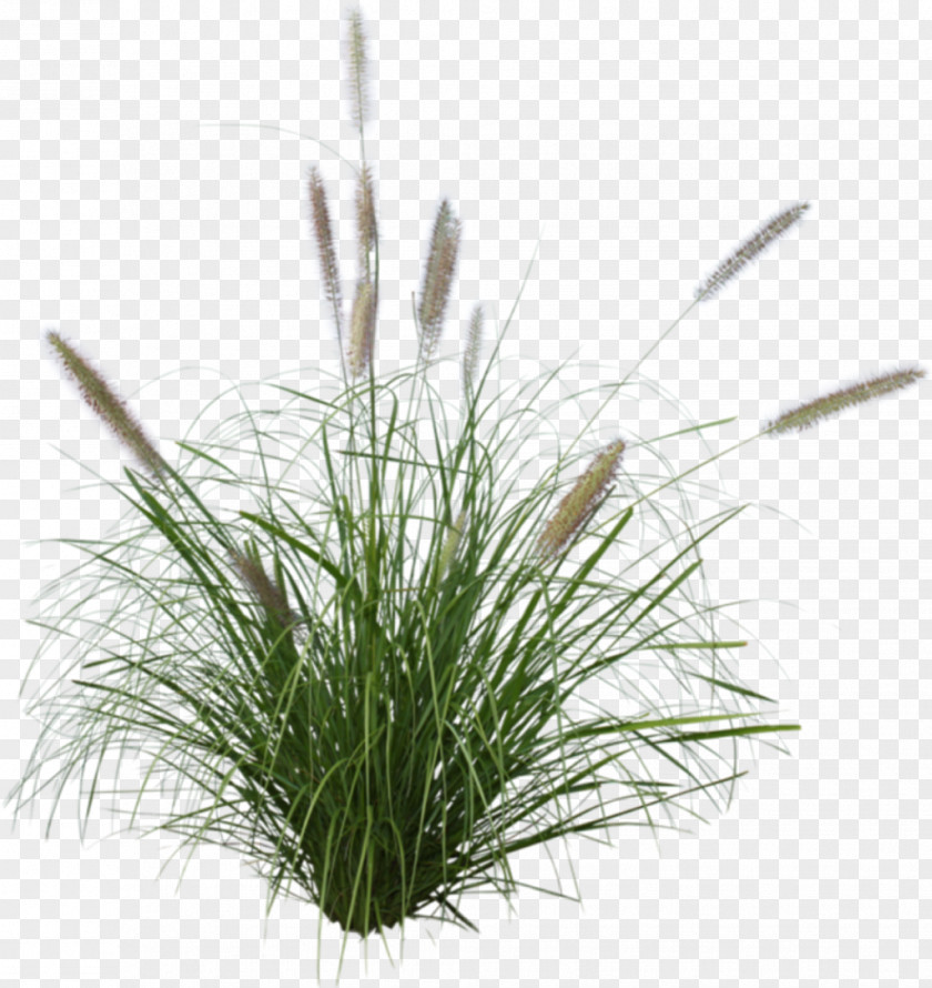 Grass Border Vector Ornamental Chinese Fountain Plant Purple PNG
