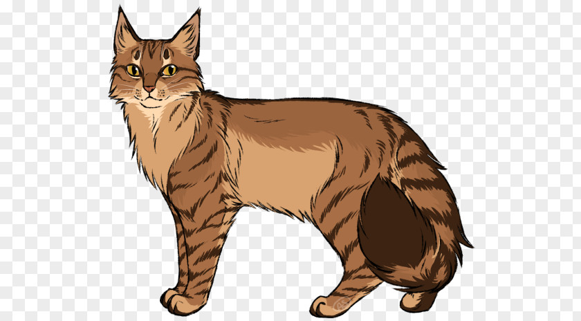 Maine Coon Manx Cat Whiskers Tabby Somali PNG