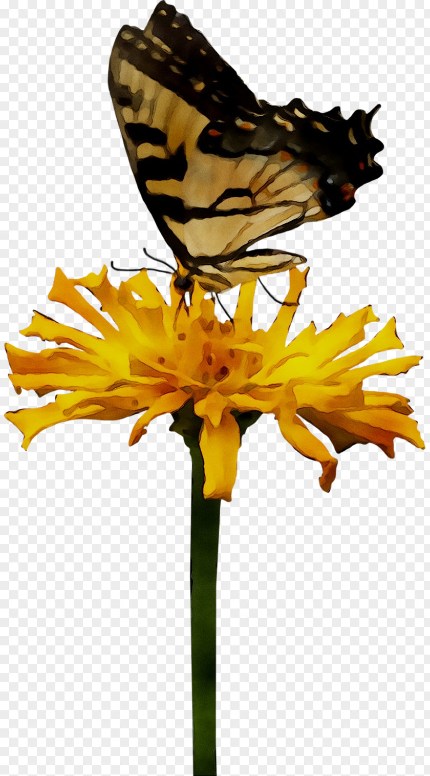 Monarch Butterfly Brush-footed Butterflies Nectar Chrysanthemum Pollen PNG