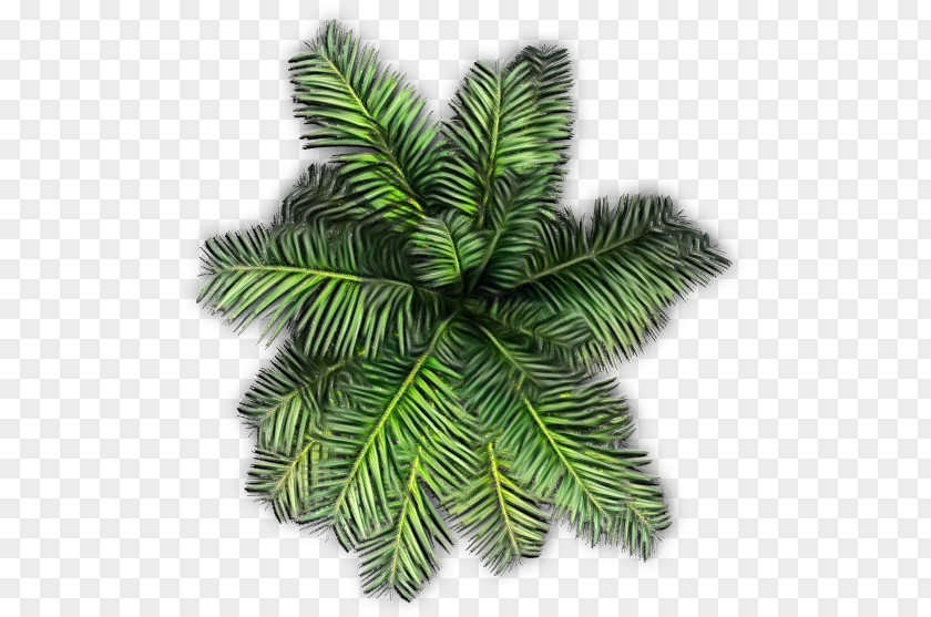 Woody Plant Oregon Pine Yellow Fir Canadian Leaf Tree PNG