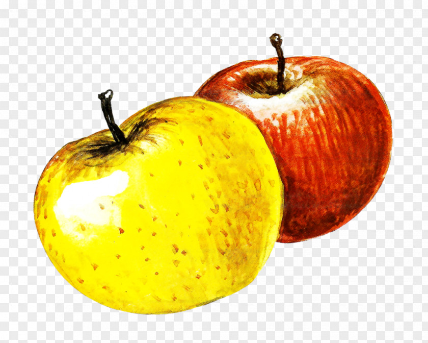 Apple Watercolor Painting Image PNG