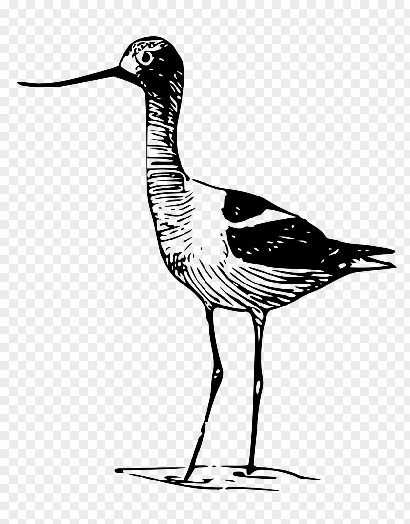 Bird Wader Beak Clip Art PNG