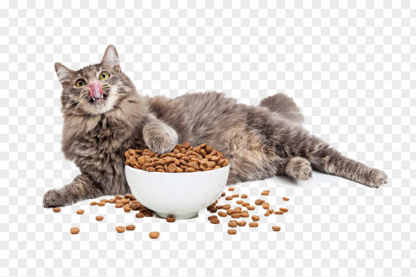 Cat And Food PNG
