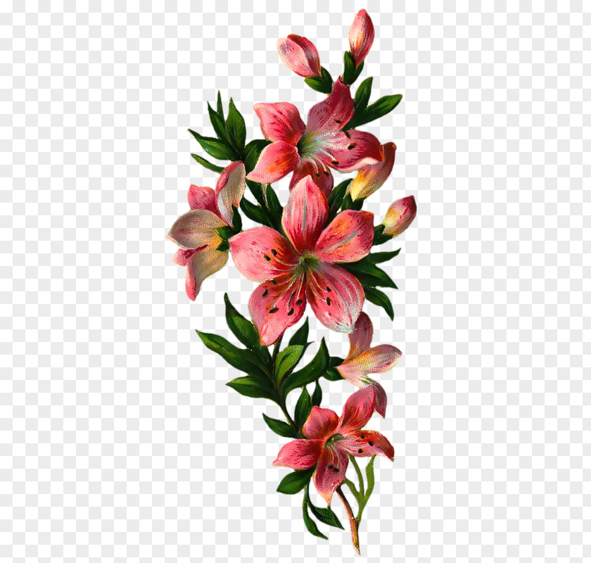 Flower Lily Plant Peruvian Petal PNG