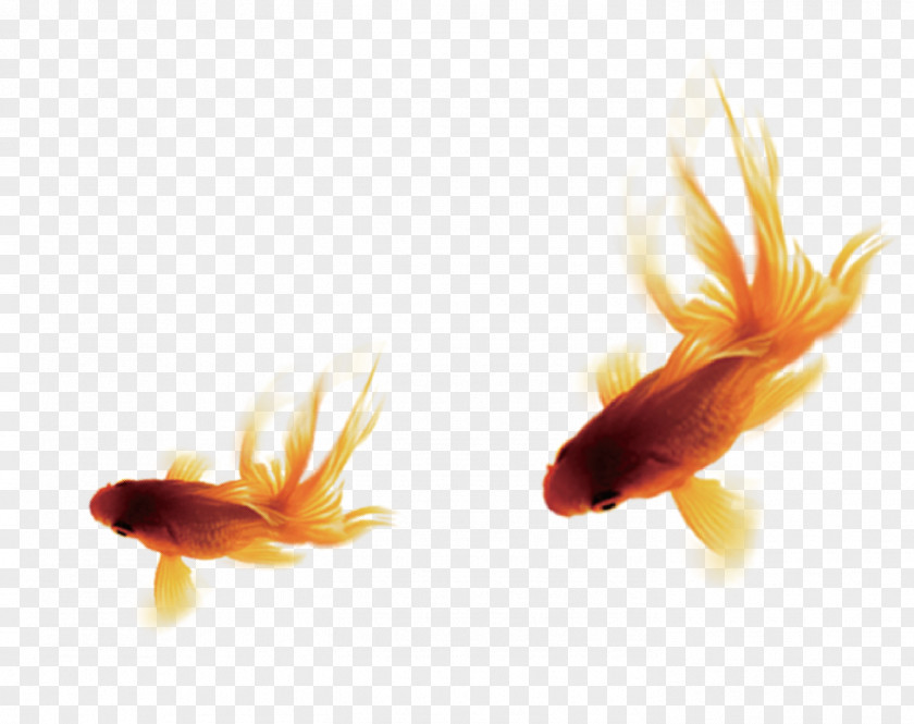 Goldfish Free Download Common Carp Pixel PNG