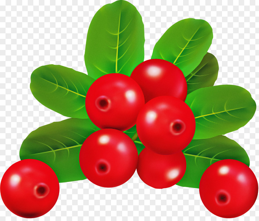 Holly PNG