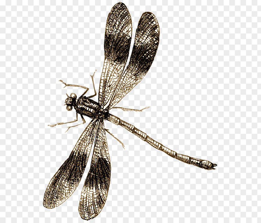Insect Dragonfly Butterfly Illustration Image PNG