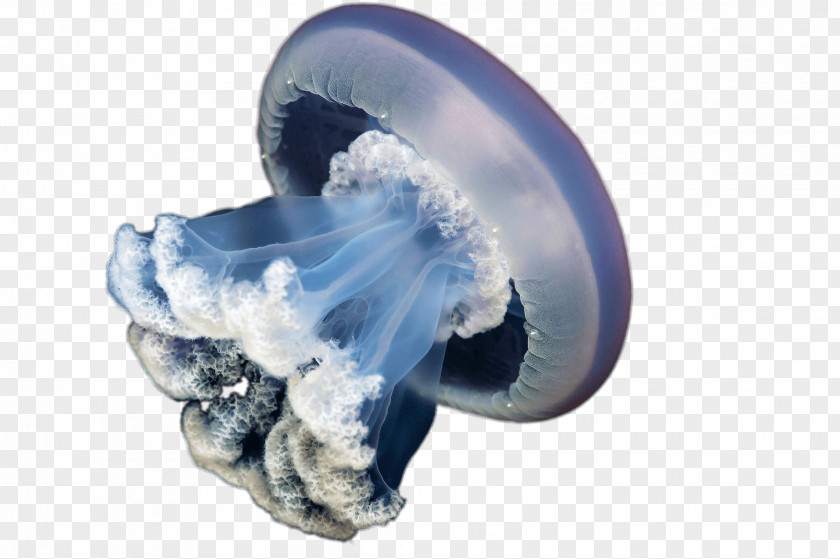 Jellyfish Blue Rhizostoma Pulmo Lion's Mane PNG