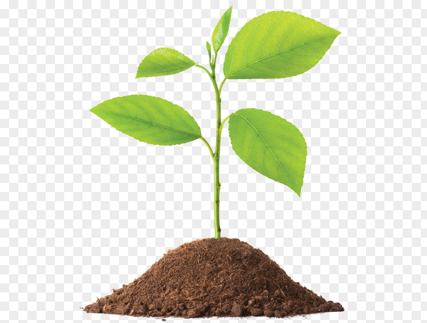 Seedlings Stock Photography Image Royalty-free PNG