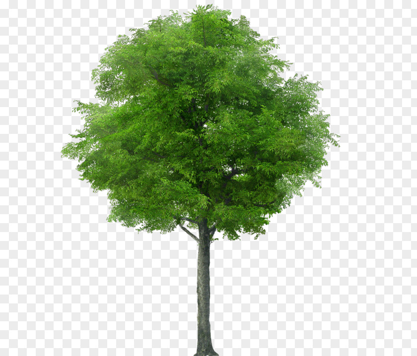 Tree Stock Photography Royalty-free Stock.xchng Image PNG