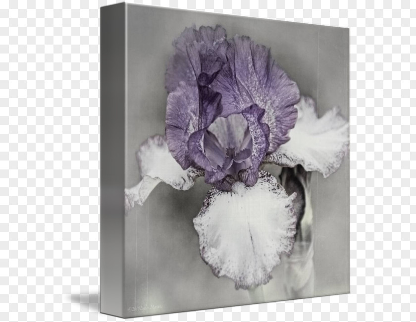 Watercolor Iris Gallery Wrap Canvas Art Flowering Plant Printing PNG