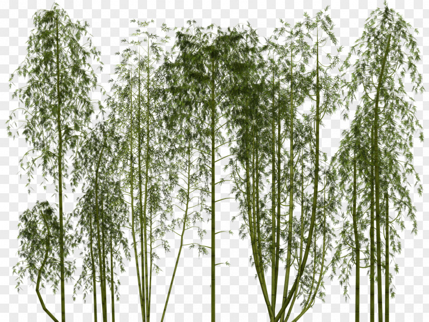 Bamboo Grove Pixel Bamboe PNG