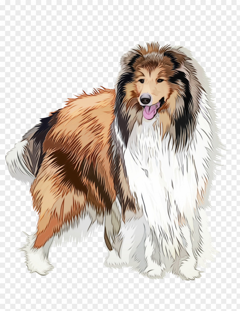 Dog Breed Collie Scotch Rough Shetland Sheepdog PNG