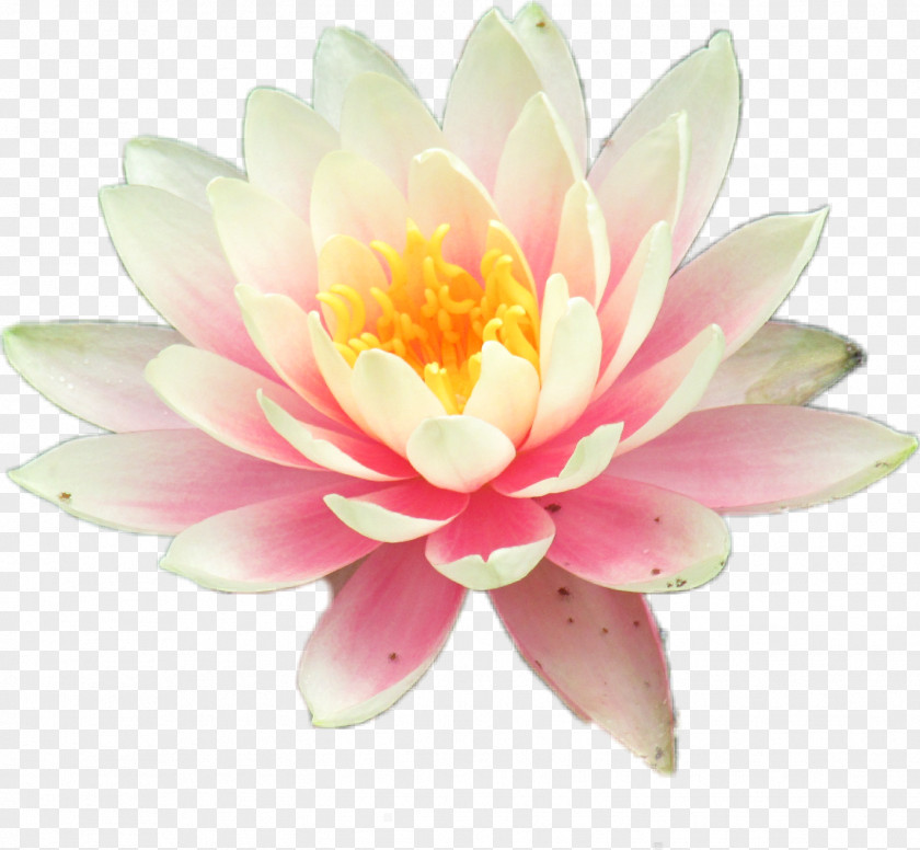 Lily Water Nymphaea Nelumbo Clip Art Flower Pond PNG