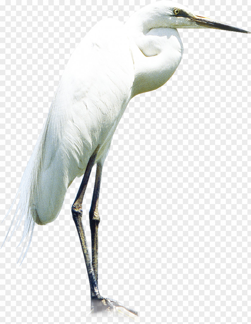 Crane Heron Little Egret Great PNG