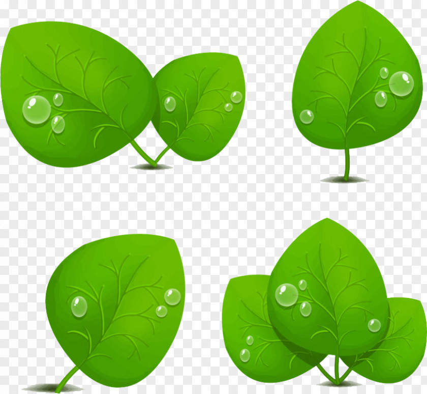 Green Leaves Leaf Light Drop PNG