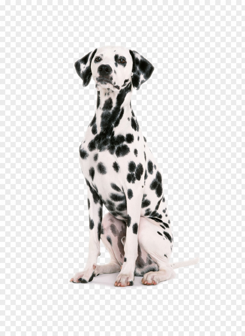 Puppy Dalmatian Dog Harness Collar Pet PNG