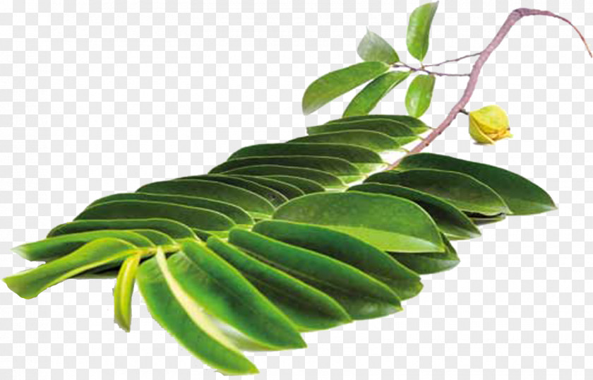 Leaf Soursop Auglis Sugar Apple Plant Stem PNG