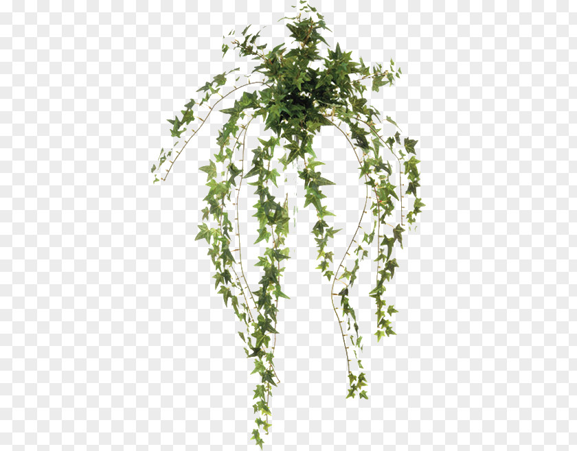 Moss Leaf Common Ivy Plant Vine Twig PNG