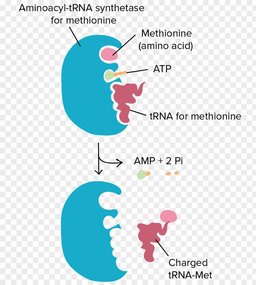 Transfer RNA Aminoacyl-tRNA Ribosome Translation Amino Acid PNG