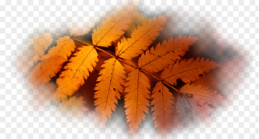 Autumn Leaf Color Desktop Wallpaper High-definition Television PNG