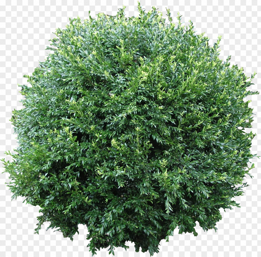 Bush Flora Shrub Tree Clip Art PNG