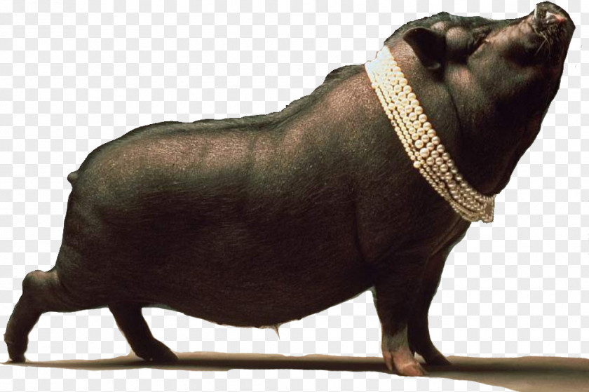 Cerdo Black Iberian Pig Dream Ritual PNG