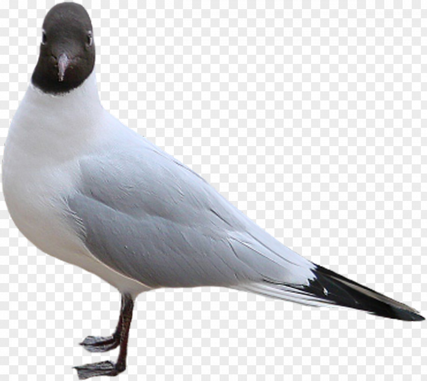 DOVES Seabird Gulls Shorebirds Beak PNG