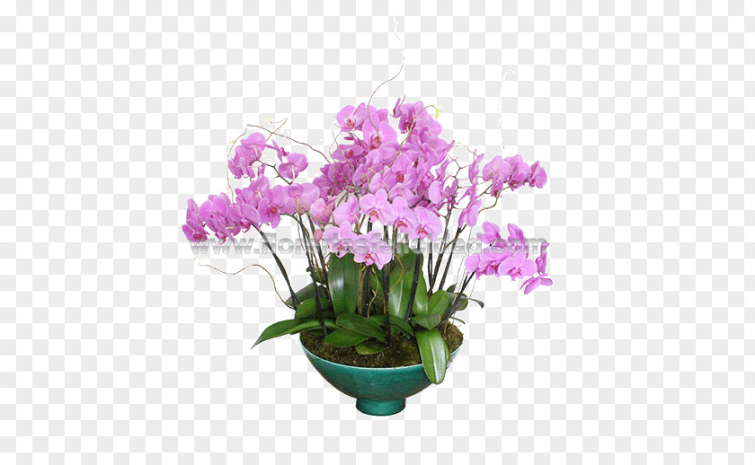 Flower Moth Orchids Floral Design Cut Flowers Cattleya PNG