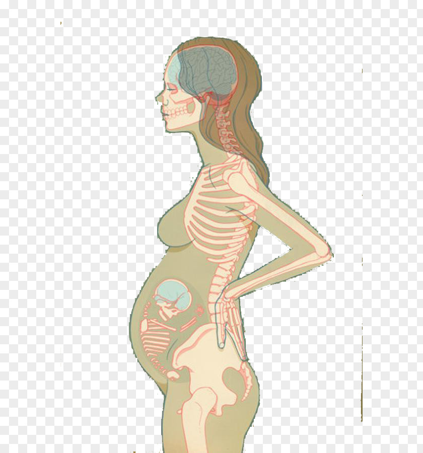 Illustration Of Pregnant Women With Bones U5b55u5987 PNG