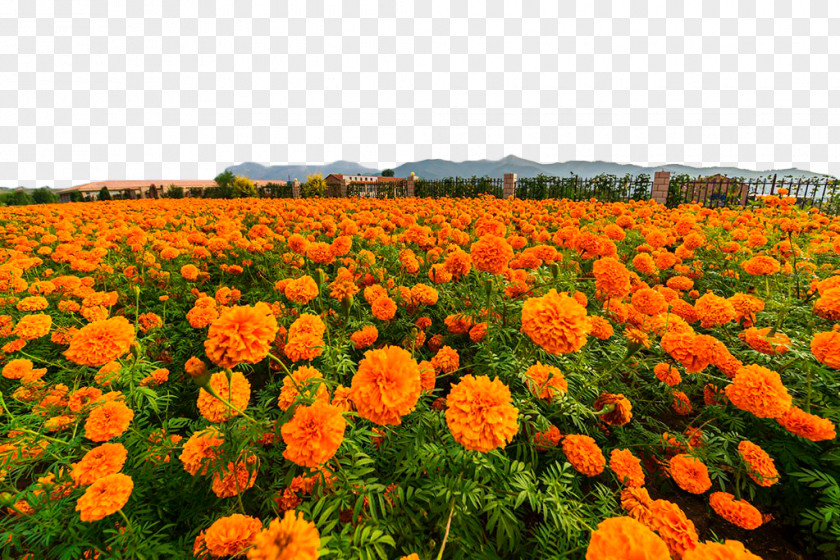 Marigold Flower Sea Mexican Calendula Officinalis PNG