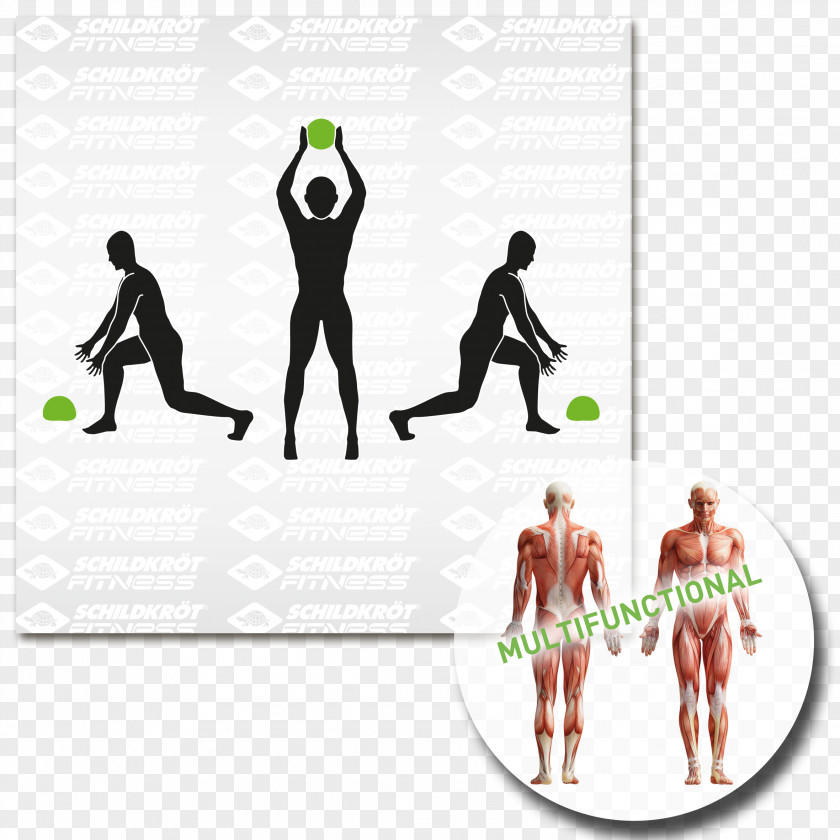 Pull-up Physical Fitness Muscle Exercise Anatomy PNG