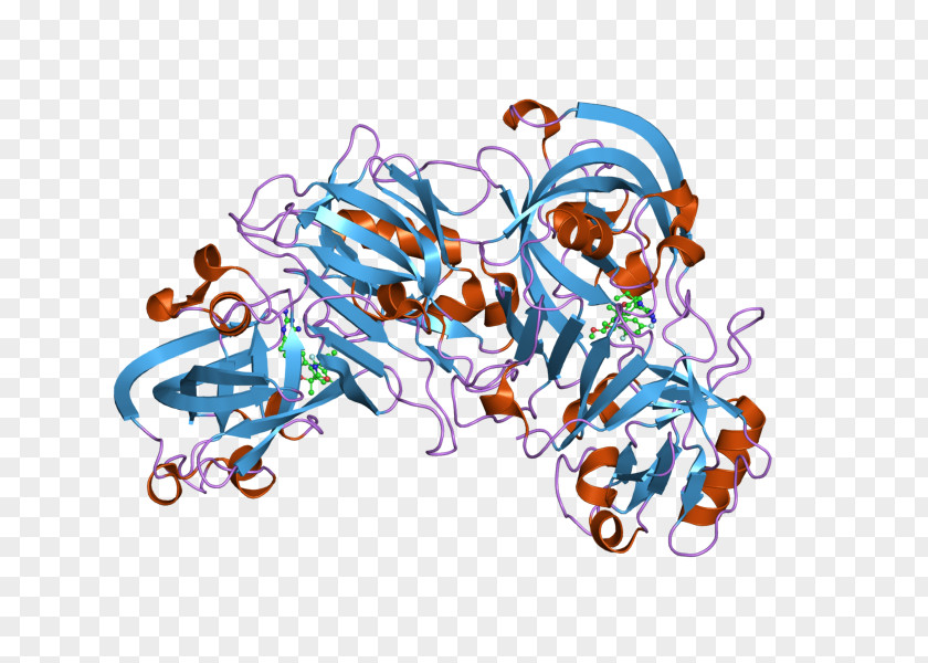 Renin Kidney Enzyme Lipotropin Vasopressin PNG