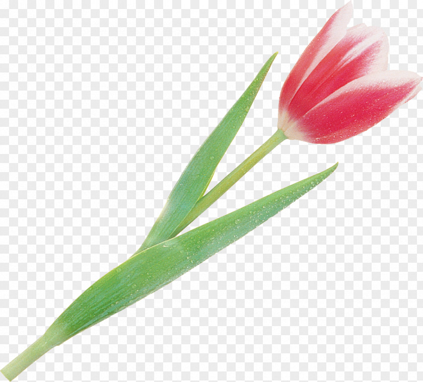 Tulip Flowering Plant Stem Bud PNG