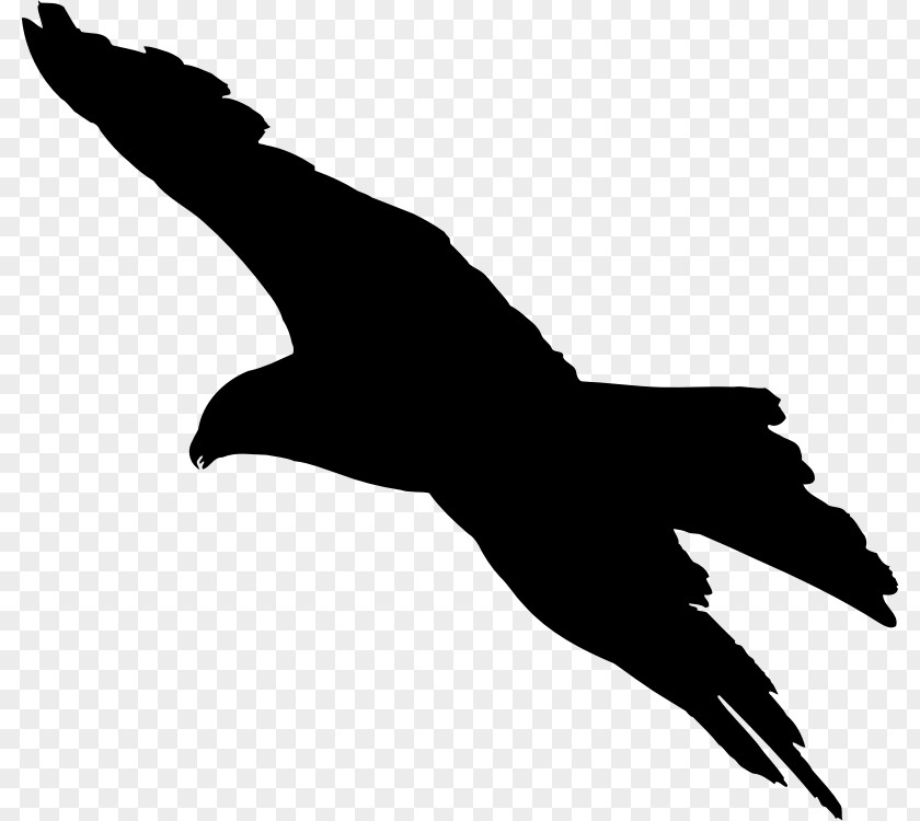 Bird Flight Bald Eagle Silhouette PNG