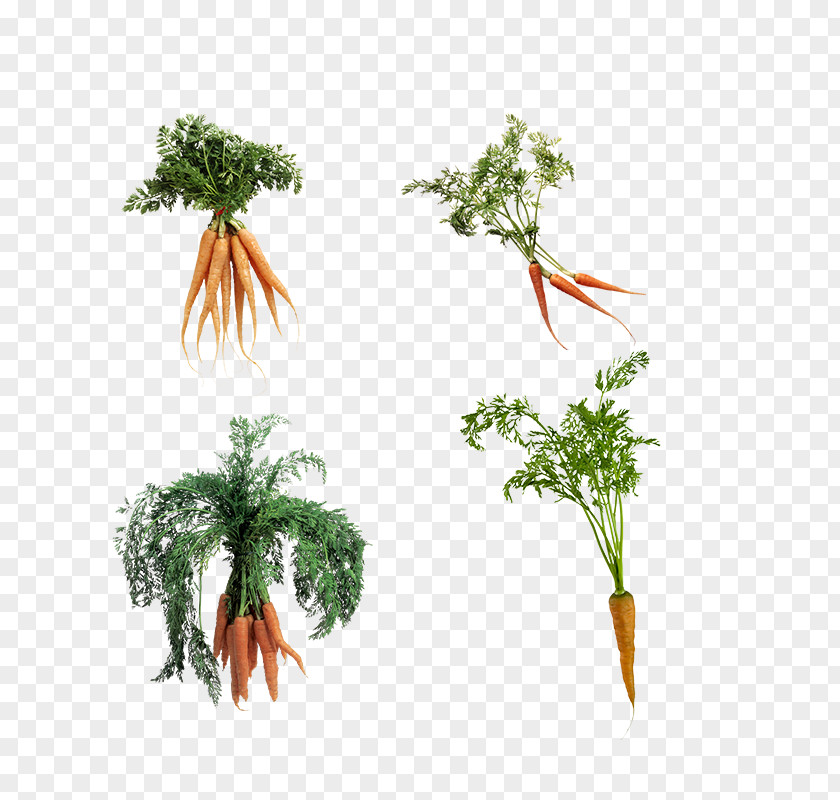 Carrot Leaves Leaf Sticker PNG