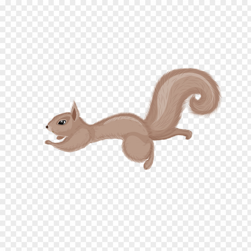 Cute Squirrels Chipmunk Squirrel PNG