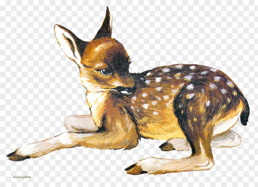 Deer Dog Breed Drawing Clip Art PNG