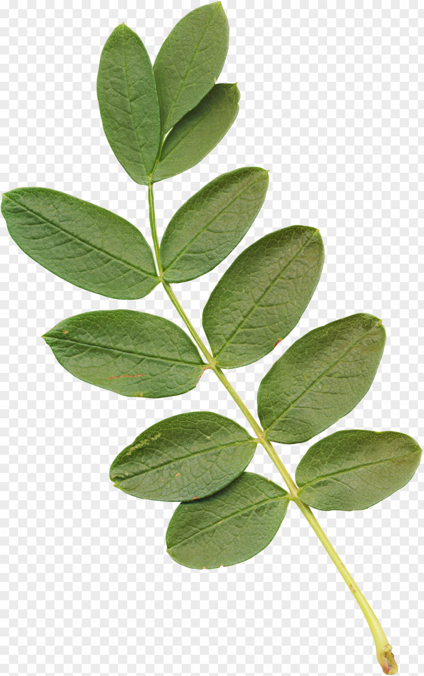 Eucalyptus Leaves Leaf Plant Stem Acacia PNG
