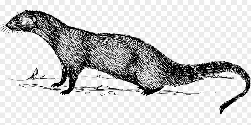 Zoology Indian Gray Mongoose Clip Art PNG