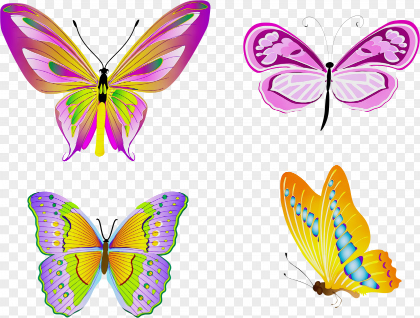 Butterfly Insect Moths And Butterflies Wing Symmetry PNG